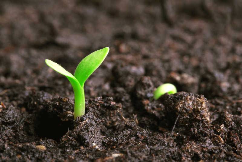 為什麼土壤中的微生物特別多