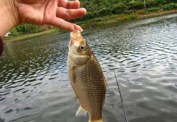 判斷出最佳的垂釣方案,就可以面對小魚過多,該如何垂釣鯽魚的方法